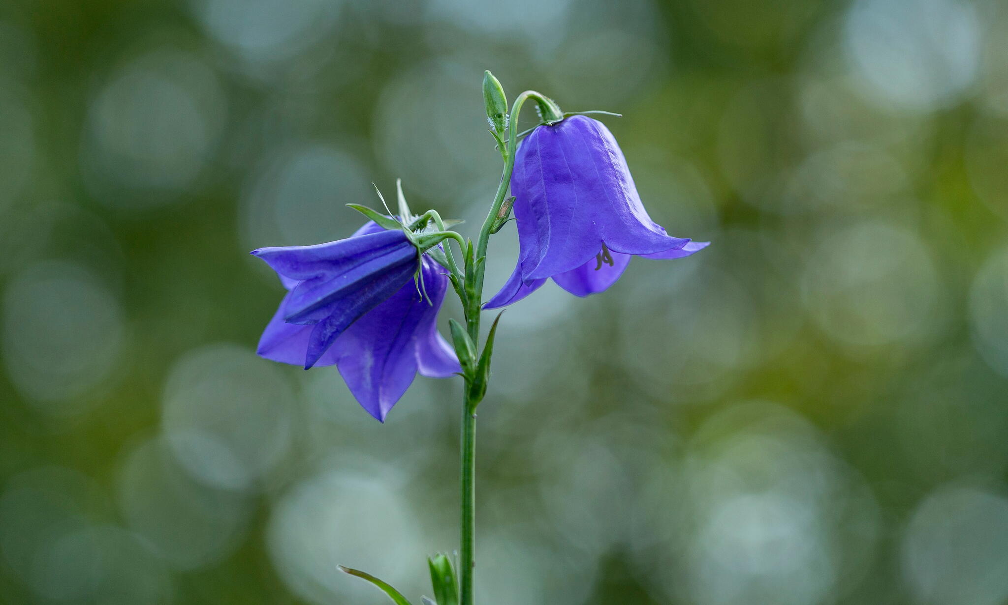 Campanula persicifolia